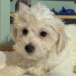 MATRIX – Chonzer / SALE! $1000
