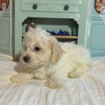 MATRIX – Chonzer / SALE! $1000