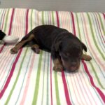 Milo – Miniature Schnoodle $2800