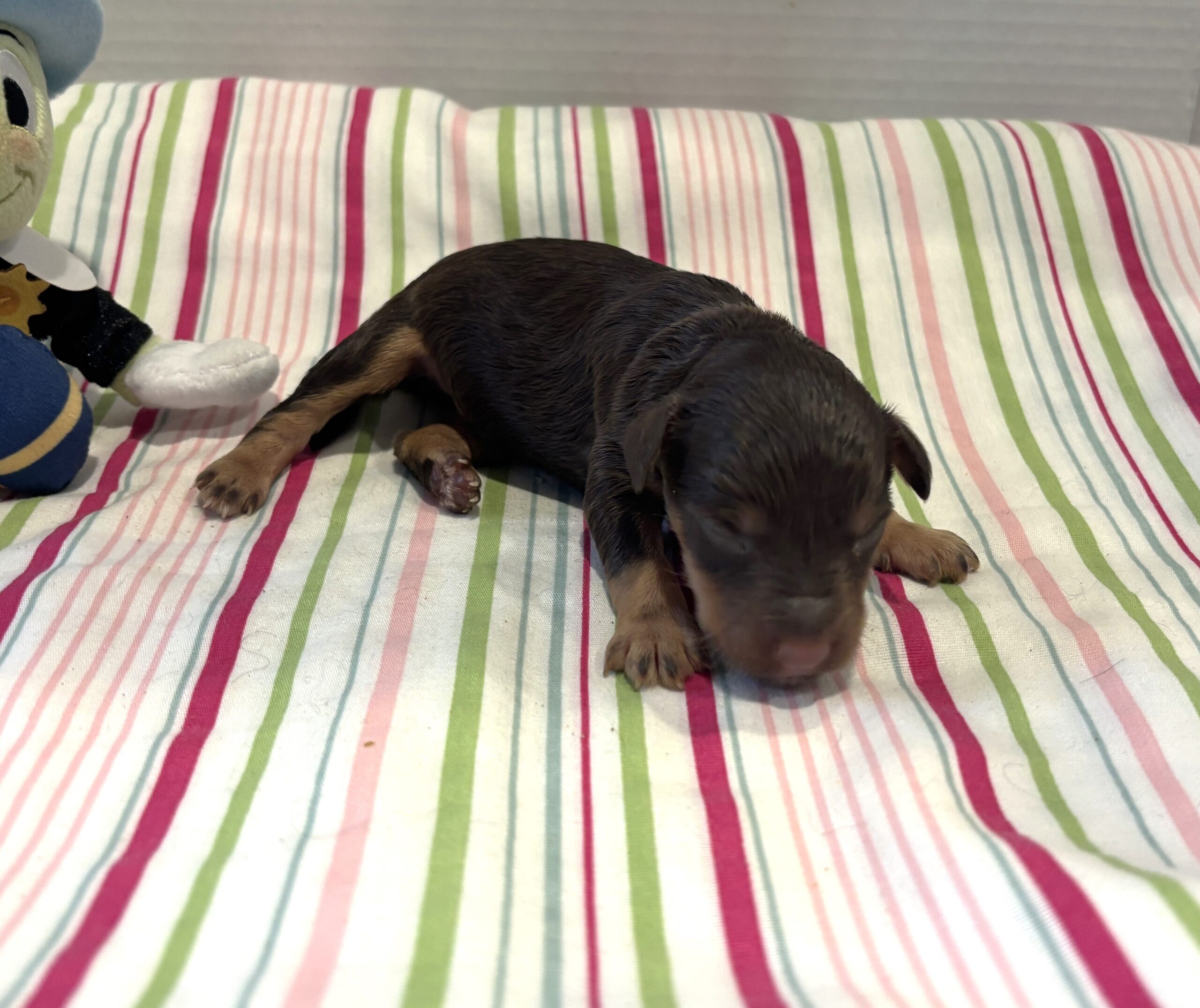 Milo – Miniature Schnoodle $2800