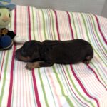 Milo – Miniature Schnoodle $2800