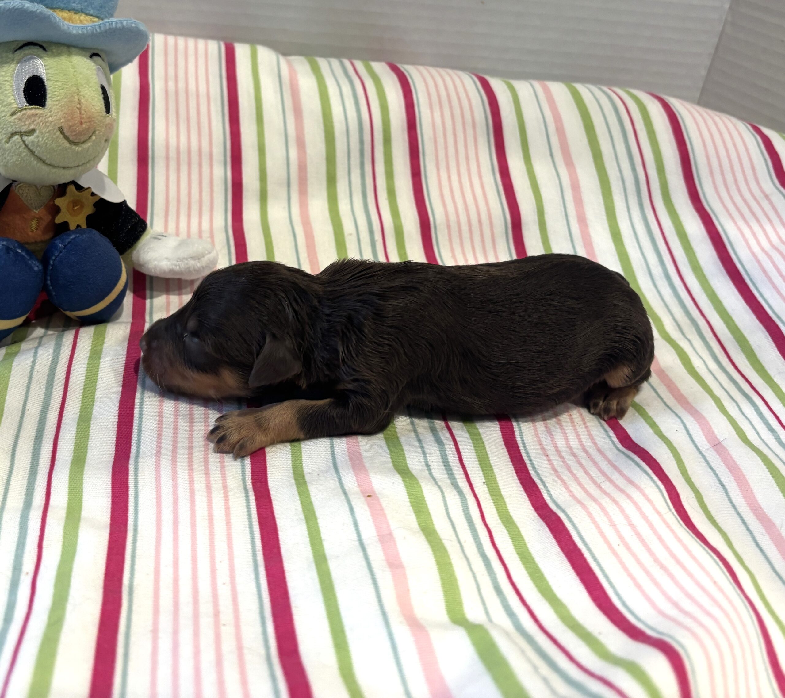 Milo – Miniature Schnoodle $2800