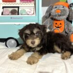MILO – Miniature Schnoodle $2500