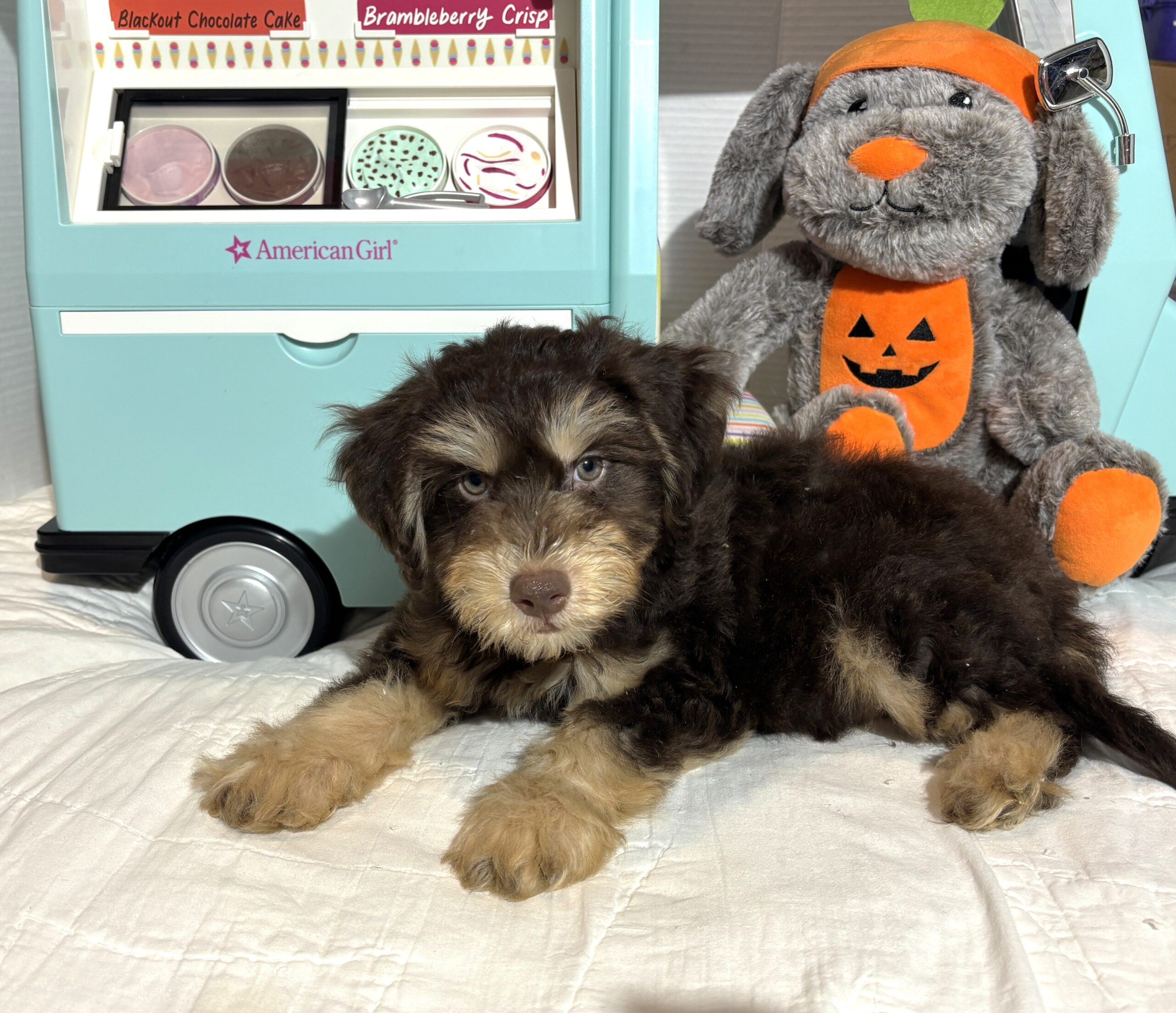 MILO – Miniature Schnoodle $2500