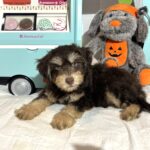 MILO – Miniature Schnoodle $2500