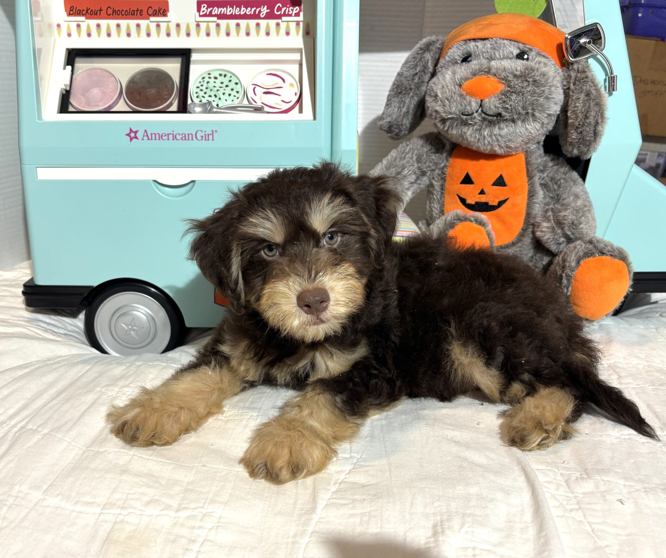 MILO – Miniature Schnoodle $2500