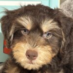 MILO – Miniature Schnoodle $2500