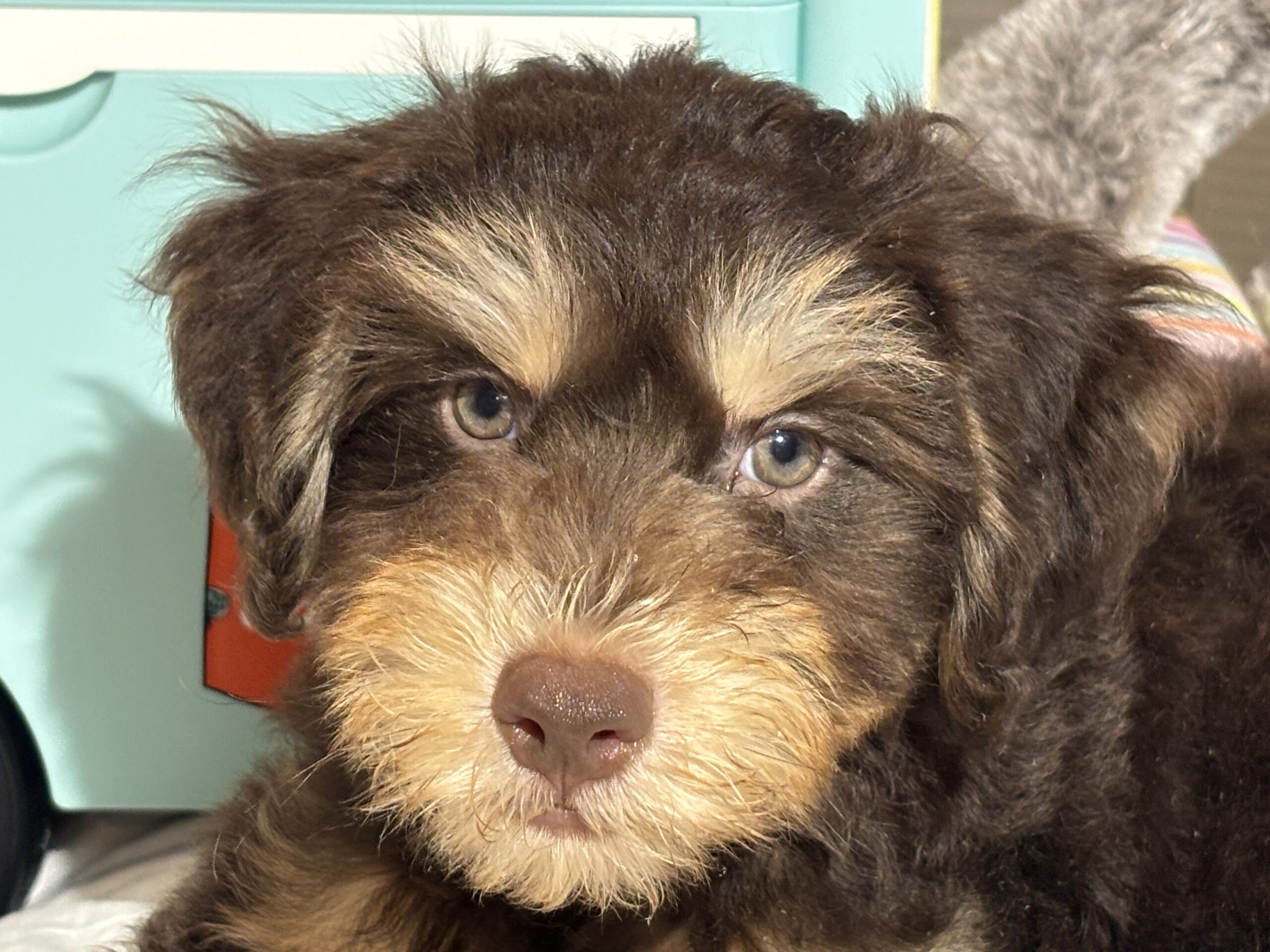 MILO – Miniature Schnoodle $2500