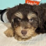 MILO – Miniature Schnoodle $2500