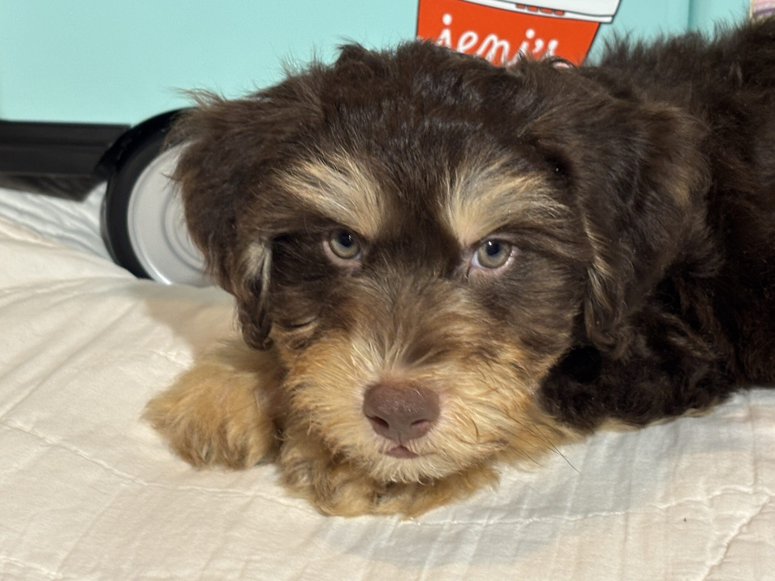 MILO – Miniature Schnoodle $2500