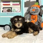MILO – Miniature Schnoodle $2500
