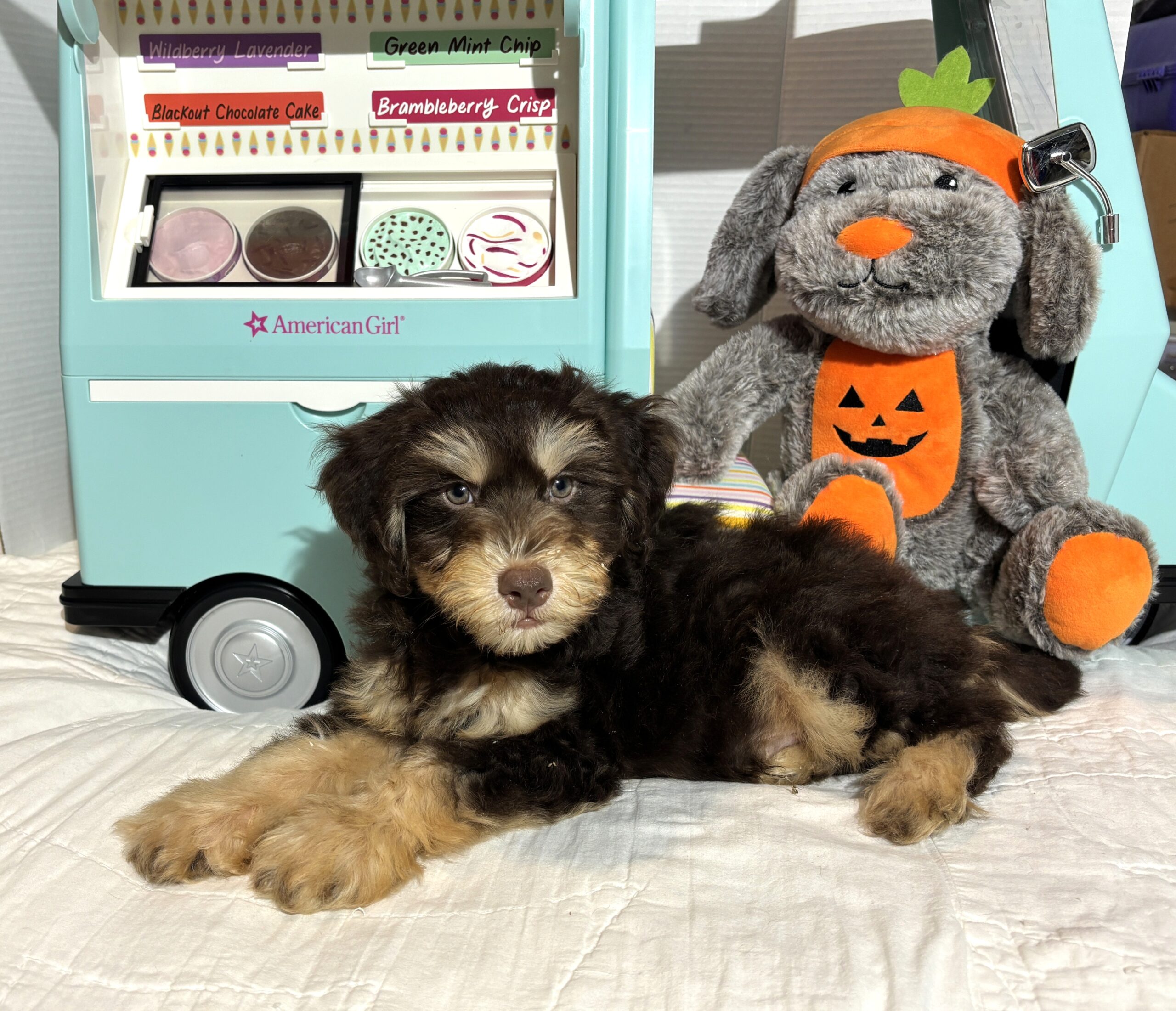MILO – Miniature Schnoodle $2500