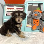 MILO – Miniature Schnoodle $2500