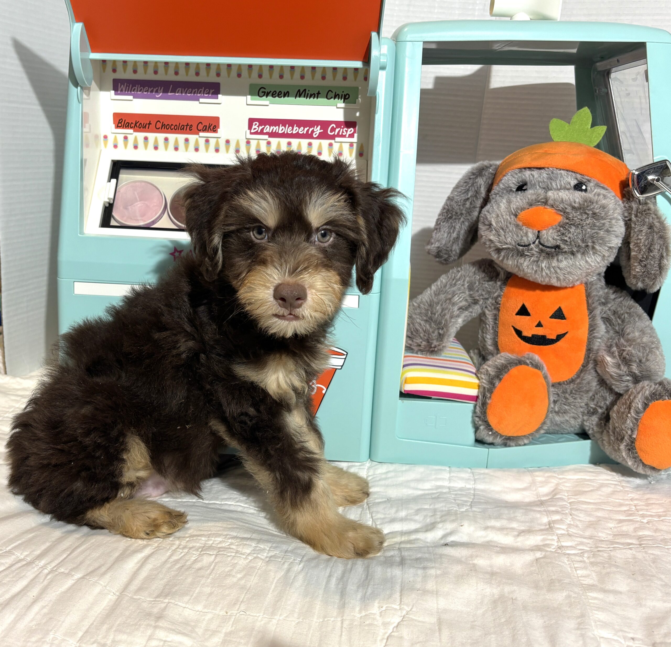 MILO – Miniature Schnoodle $2500