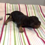 Milo – Miniature Schnoodle $2800