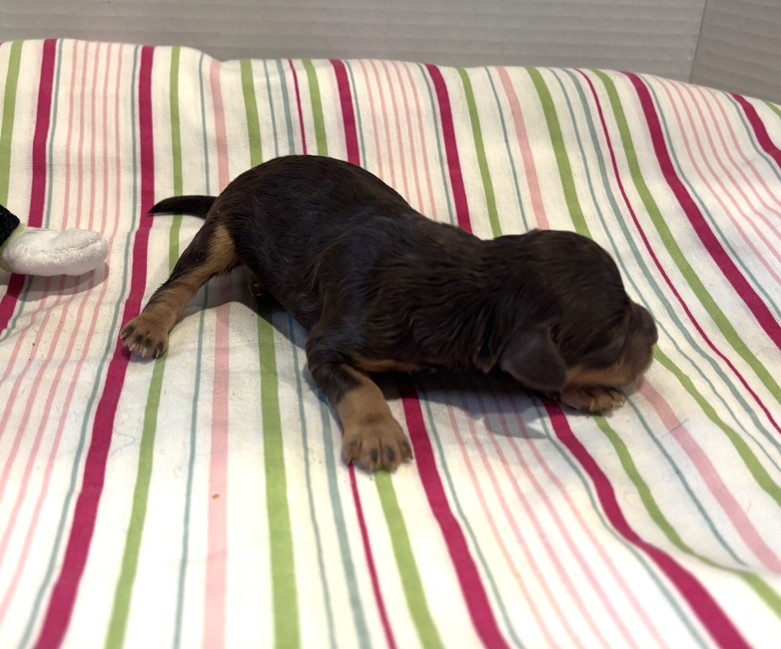Milo – Miniature Schnoodle $2800