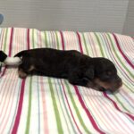 Milo – Miniature Schnoodle $2800