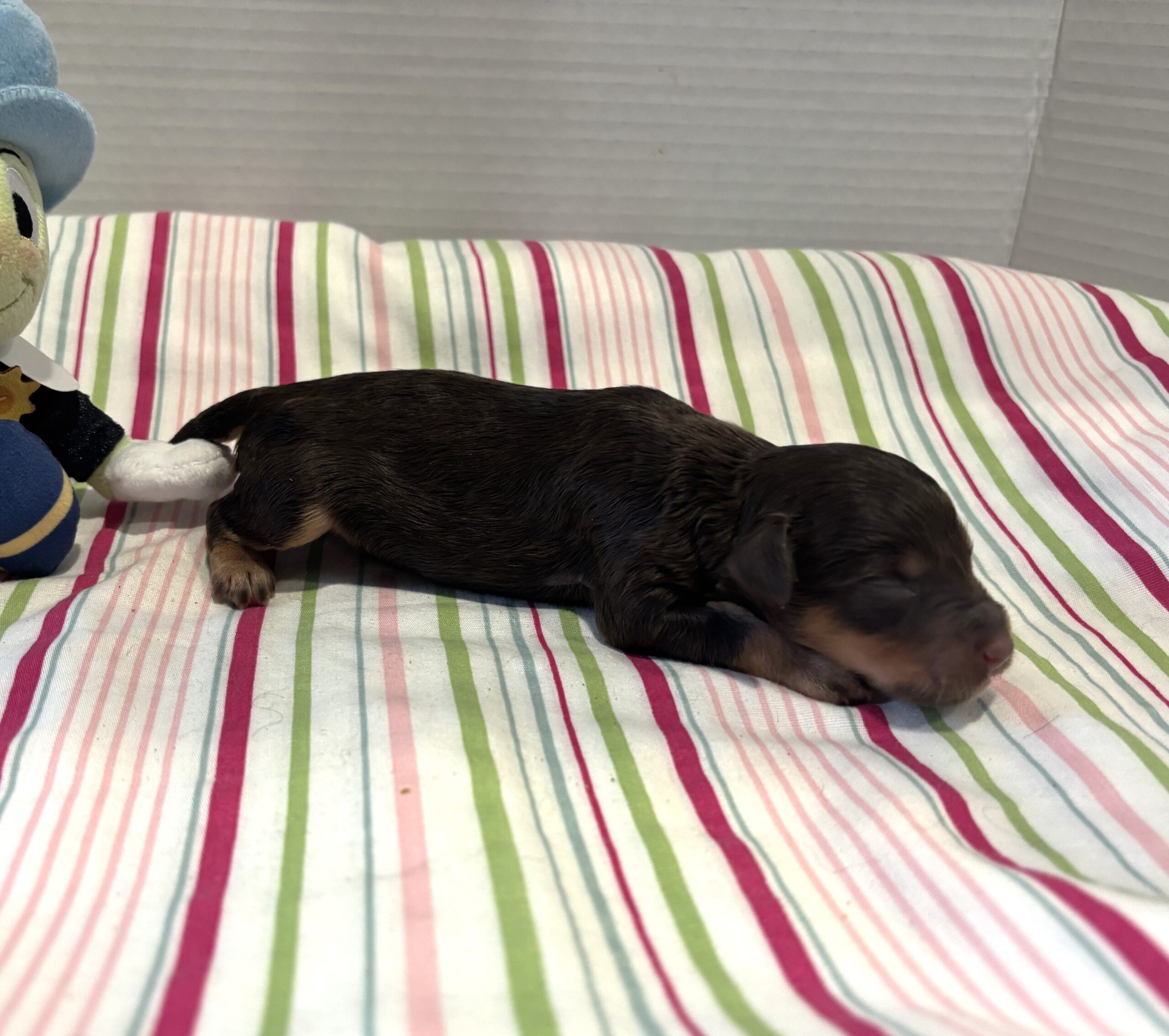Milo – Miniature Schnoodle $2800