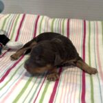 Milo – Miniature Schnoodle $2800