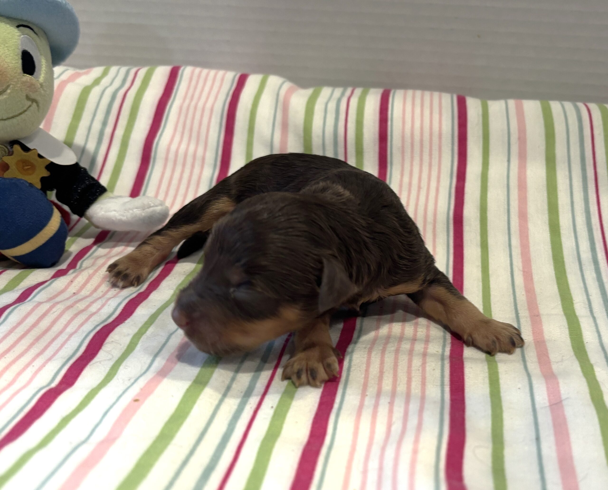 Milo – Miniature Schnoodle $2800