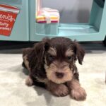 MILO – Miniature Schnoodle $2800