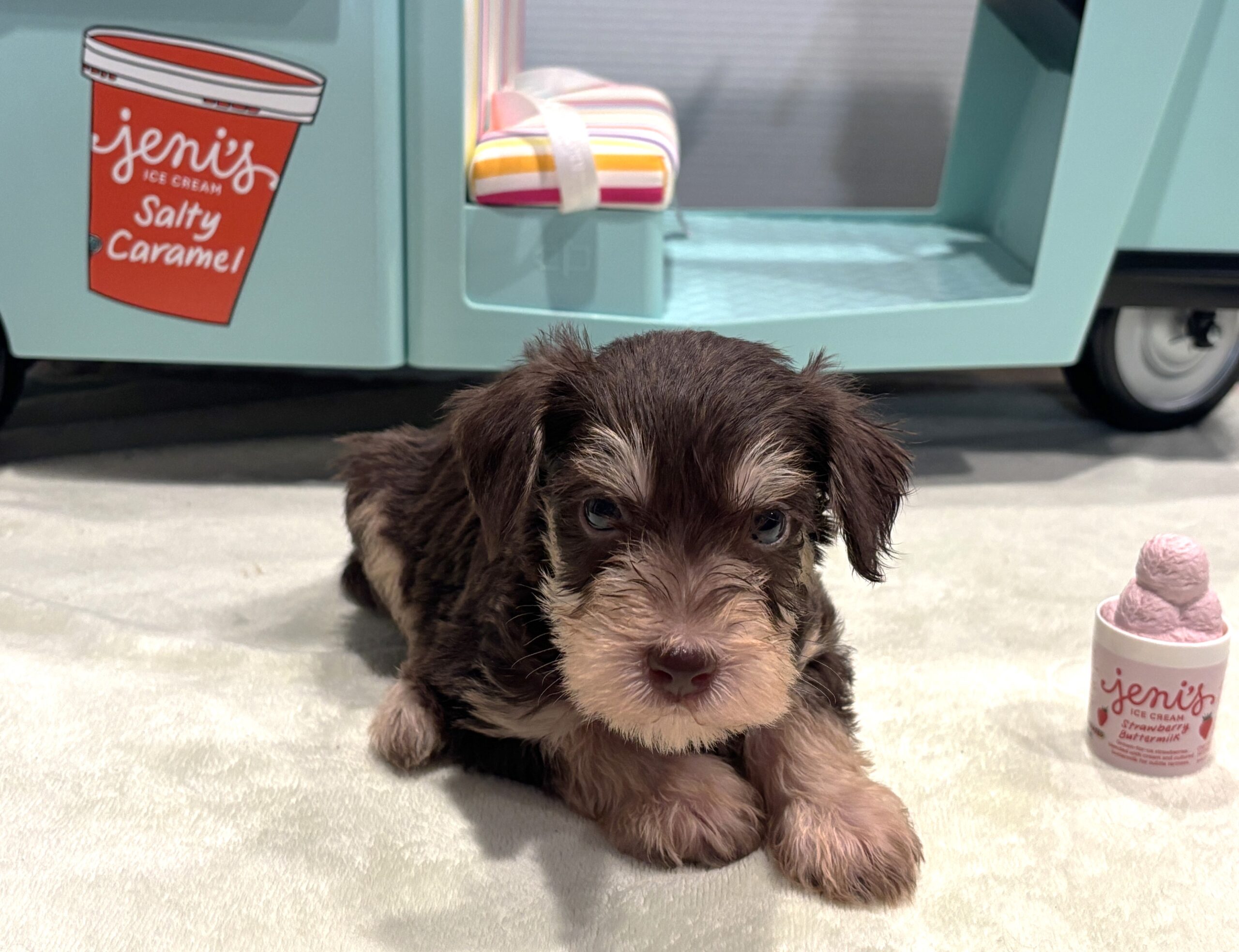 MILO – Miniature Schnoodle $2800