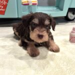MILO – Miniature Schnoodle $2800