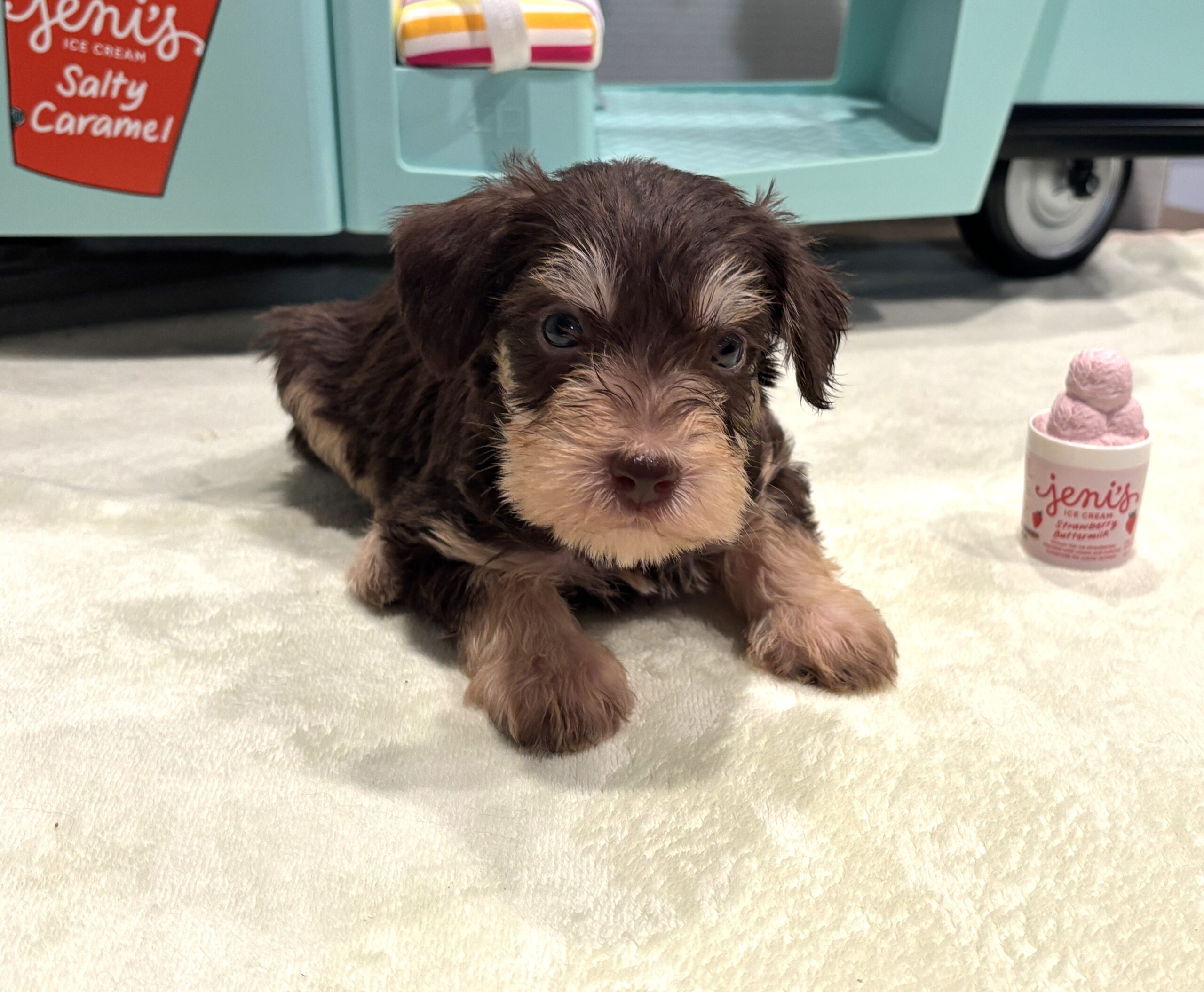 MILO – Miniature Schnoodle $2800