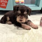 MILO – Miniature Schnoodle $2800