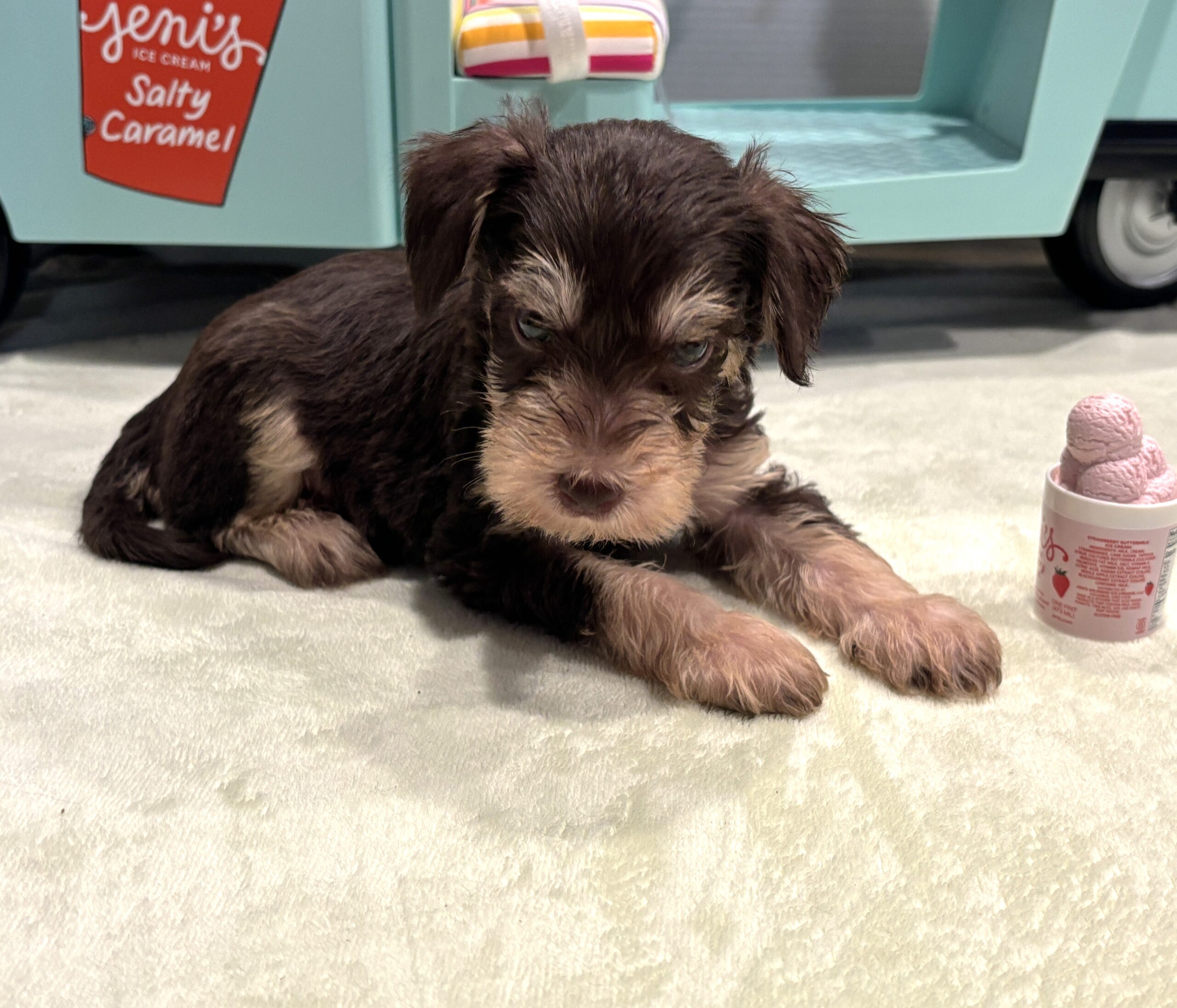 MILO – Miniature Schnoodle $2800