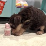 MILO – Miniature Schnoodle $2800
