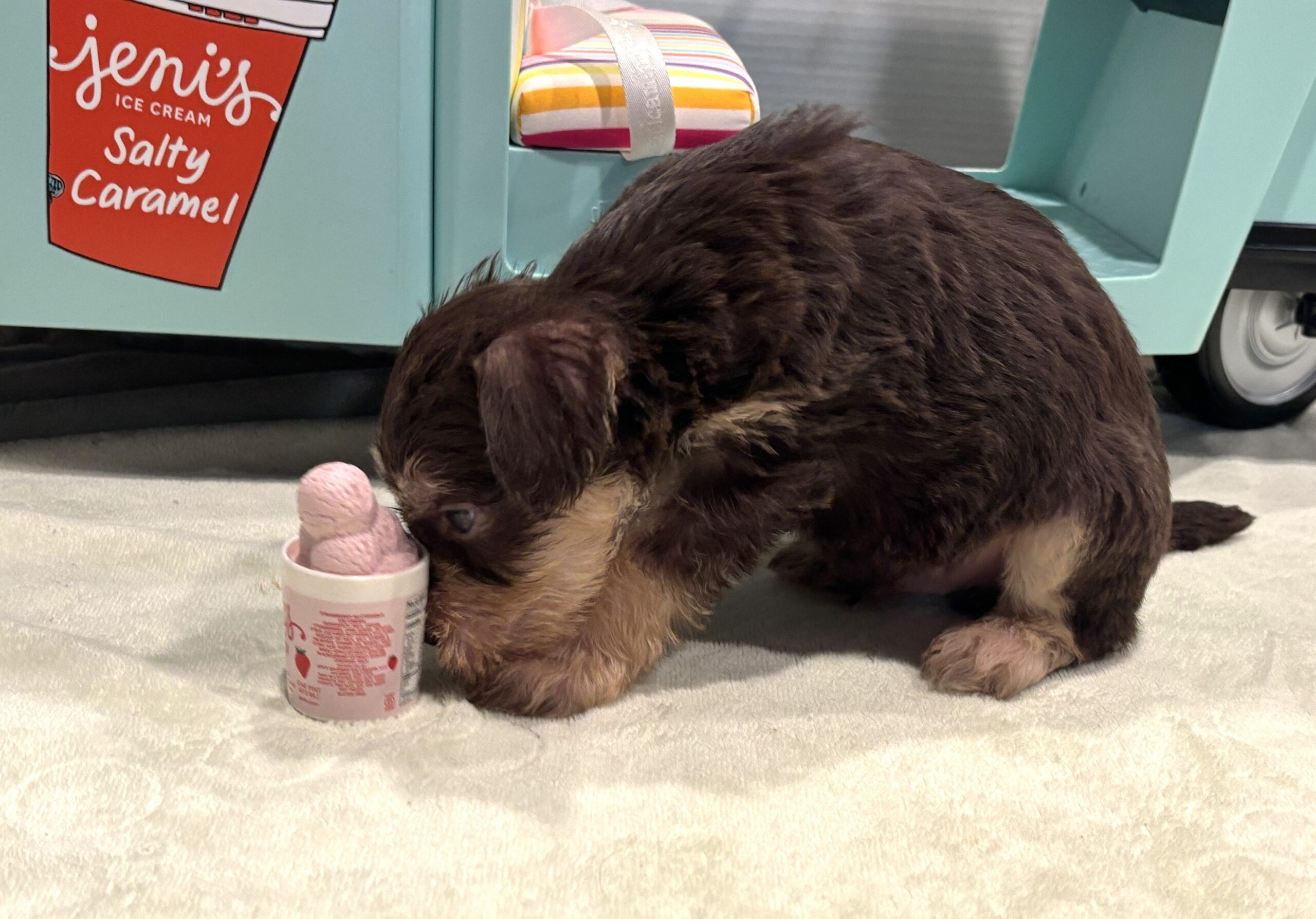 MILO – Miniature Schnoodle $2800