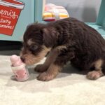 MILO – Miniature Schnoodle $2800