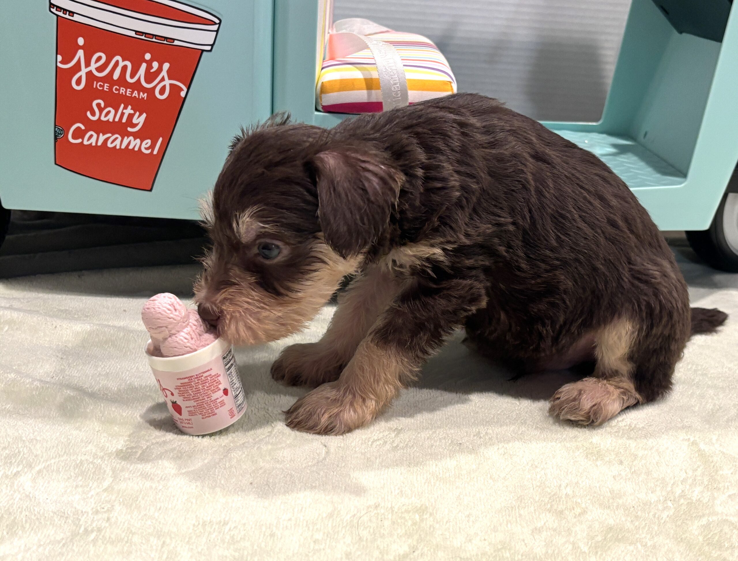 MILO – Miniature Schnoodle $2800