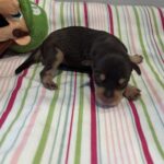 Oliver – Miniature Schnoodle $2800