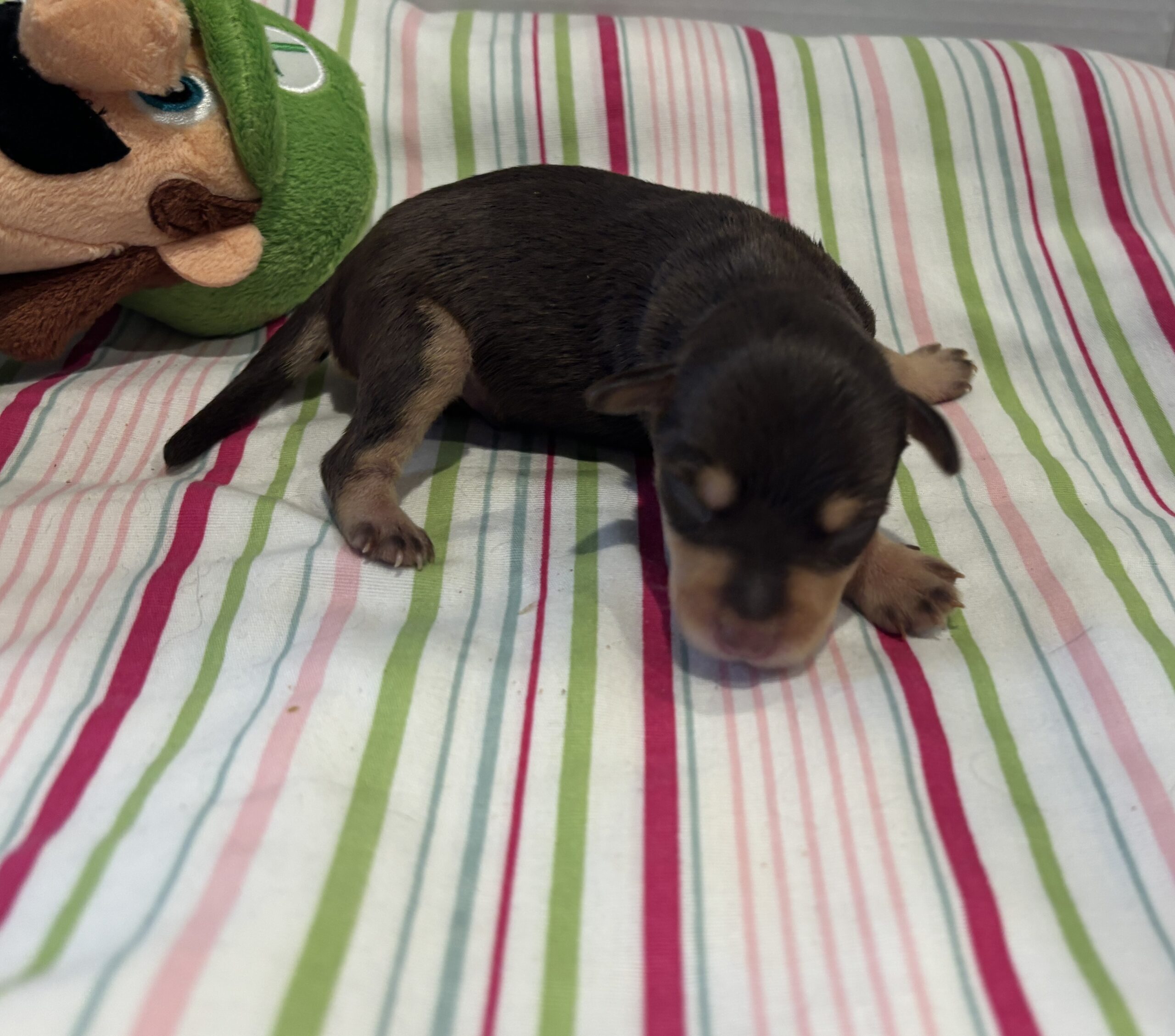 Oliver – Miniature Schnoodle $2800