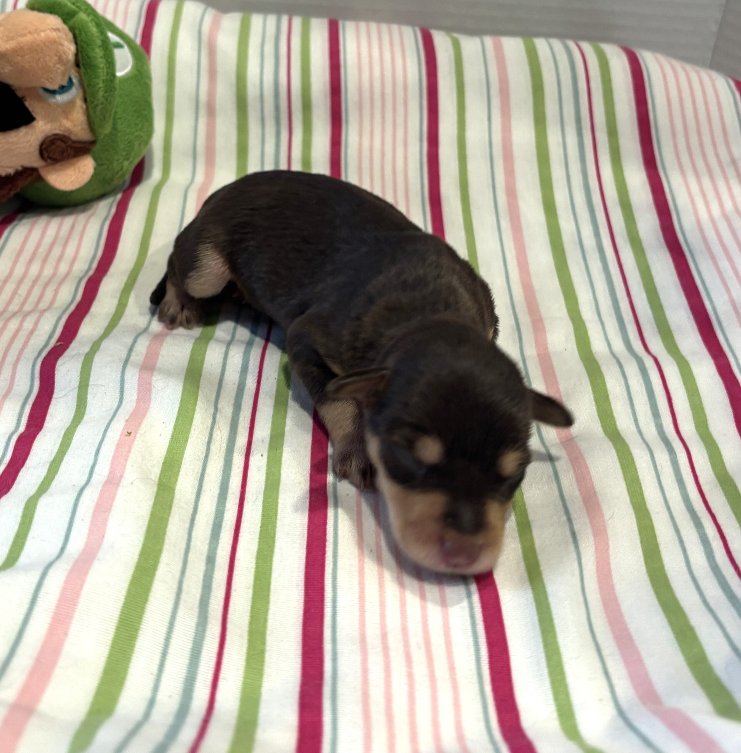 Oliver – Miniature Schnoodle $2800