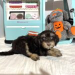 OLIVER – Miniature Schnoodle $2500