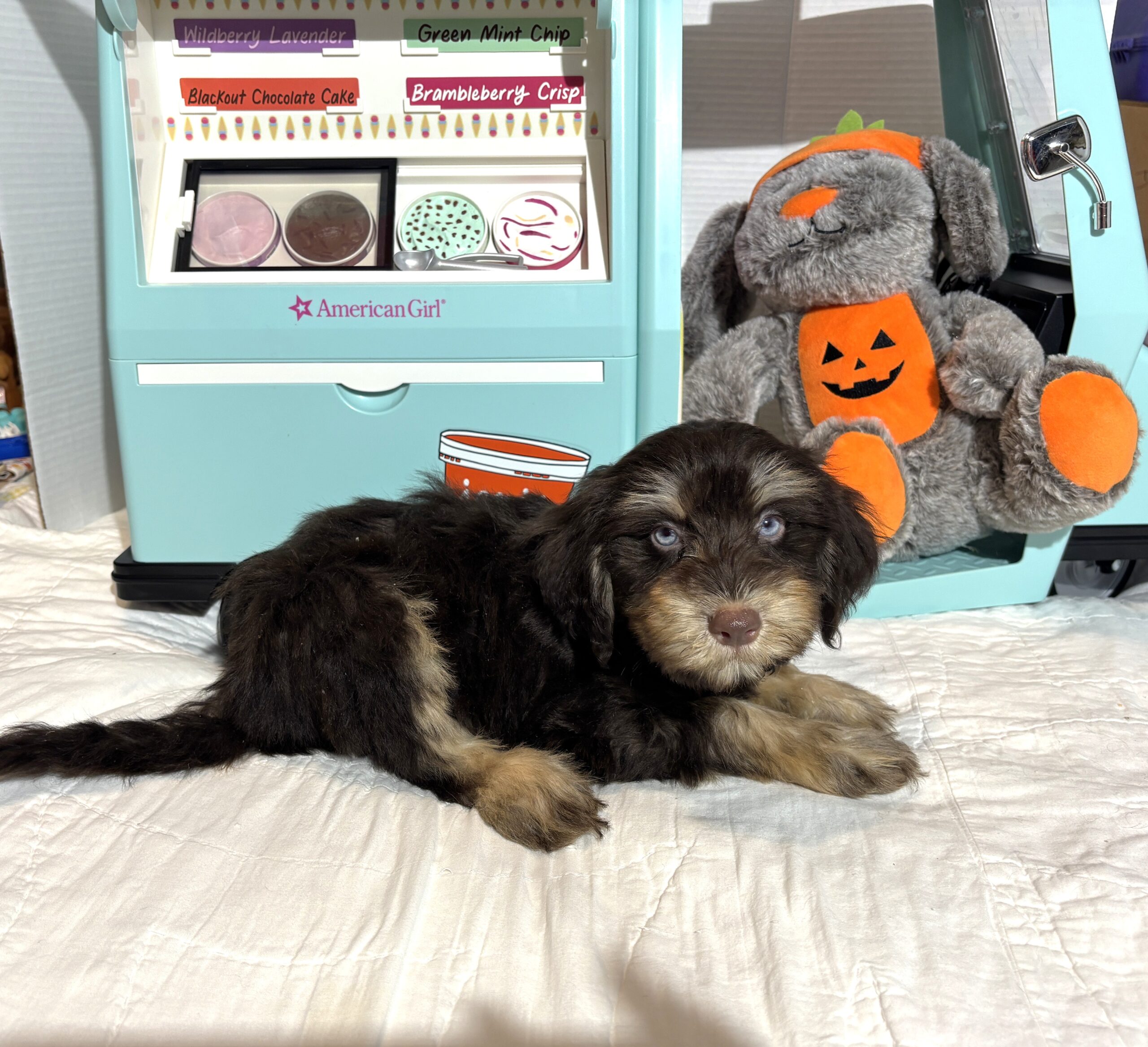 OLIVER – Miniature Schnoodle $2500