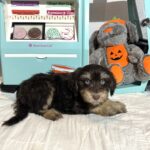 OLIVER – Miniature Schnoodle $2500