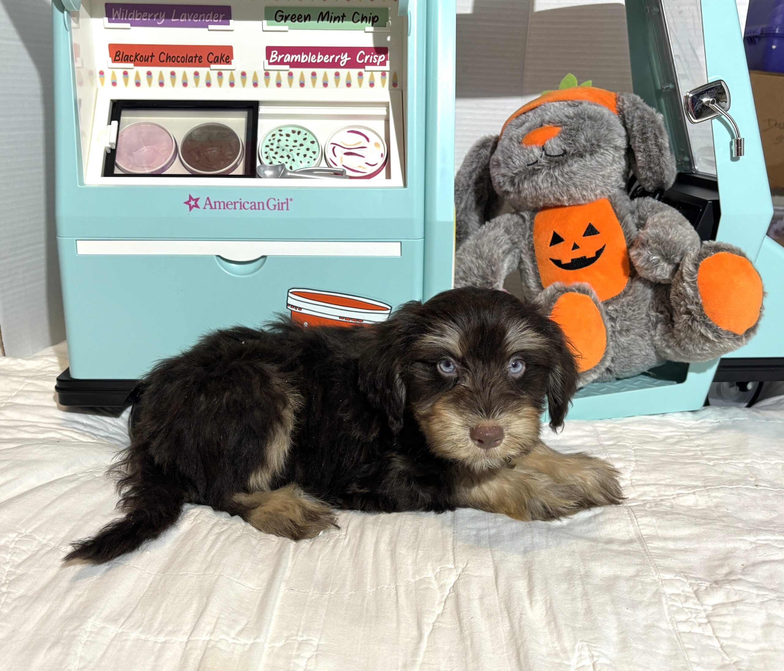 OLIVER – Miniature Schnoodle $2500