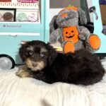 OLIVER – Miniature Schnoodle $2500