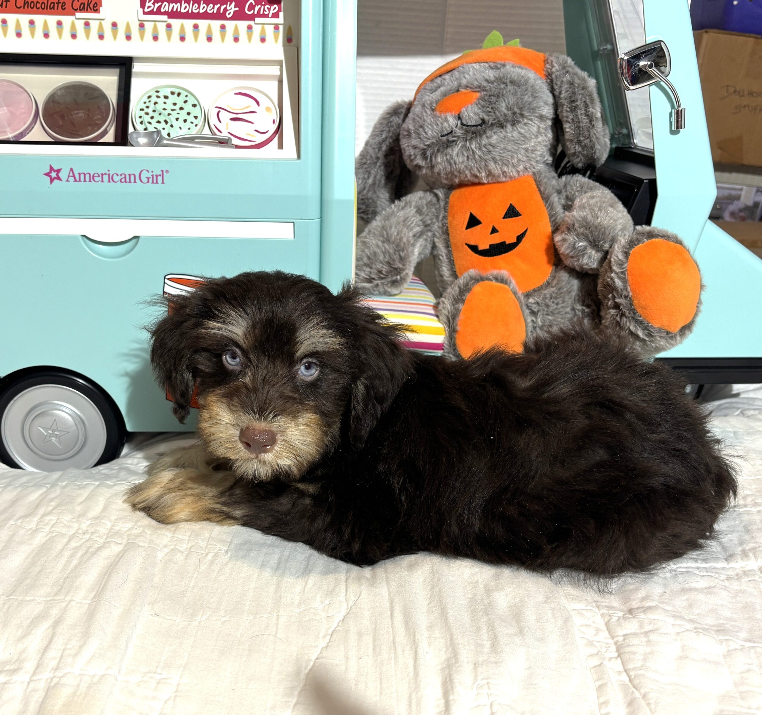 OLIVER – Miniature Schnoodle $2500