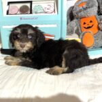 OLIVER – Miniature Schnoodle $2500