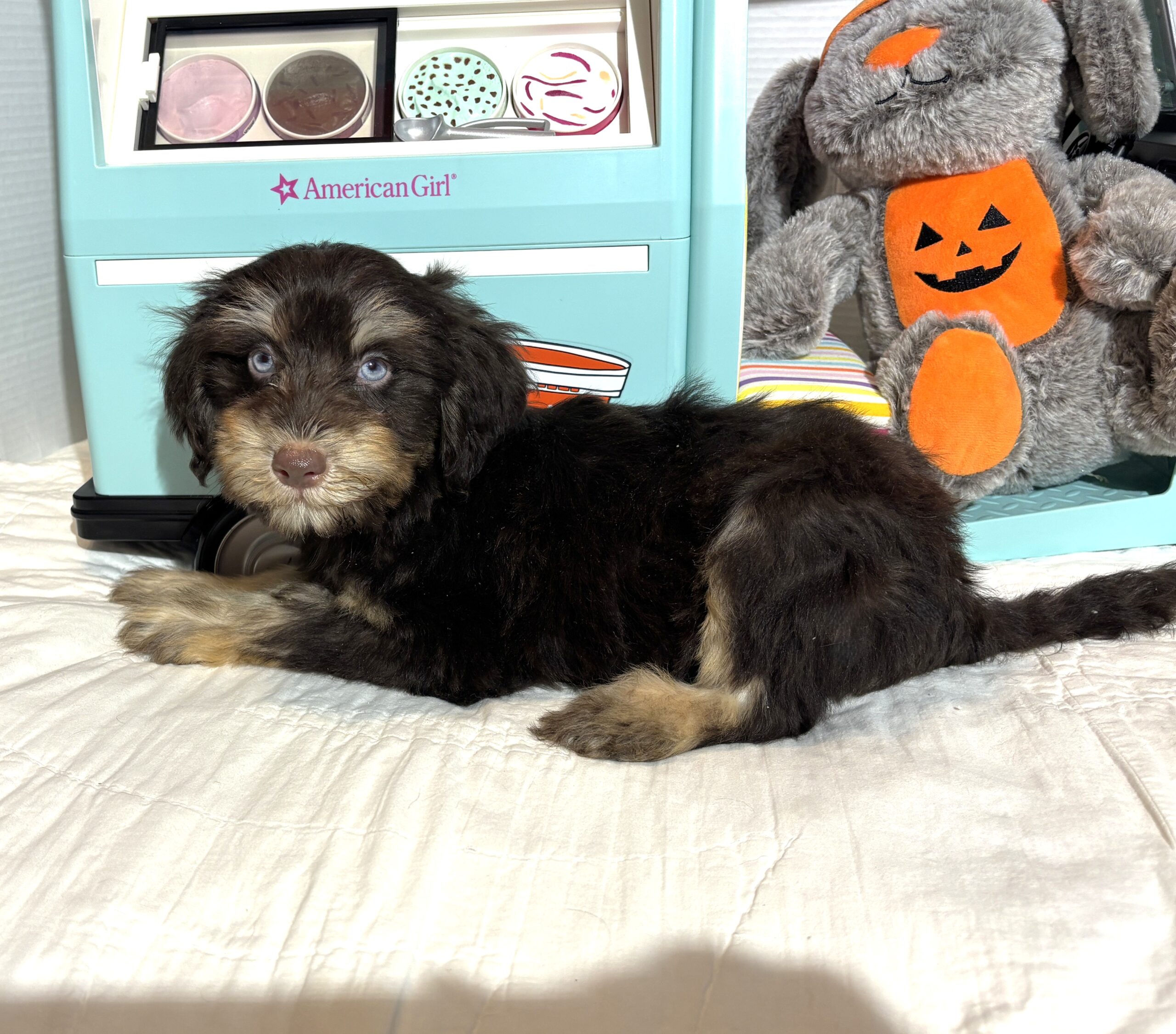 OLIVER – Miniature Schnoodle $2500