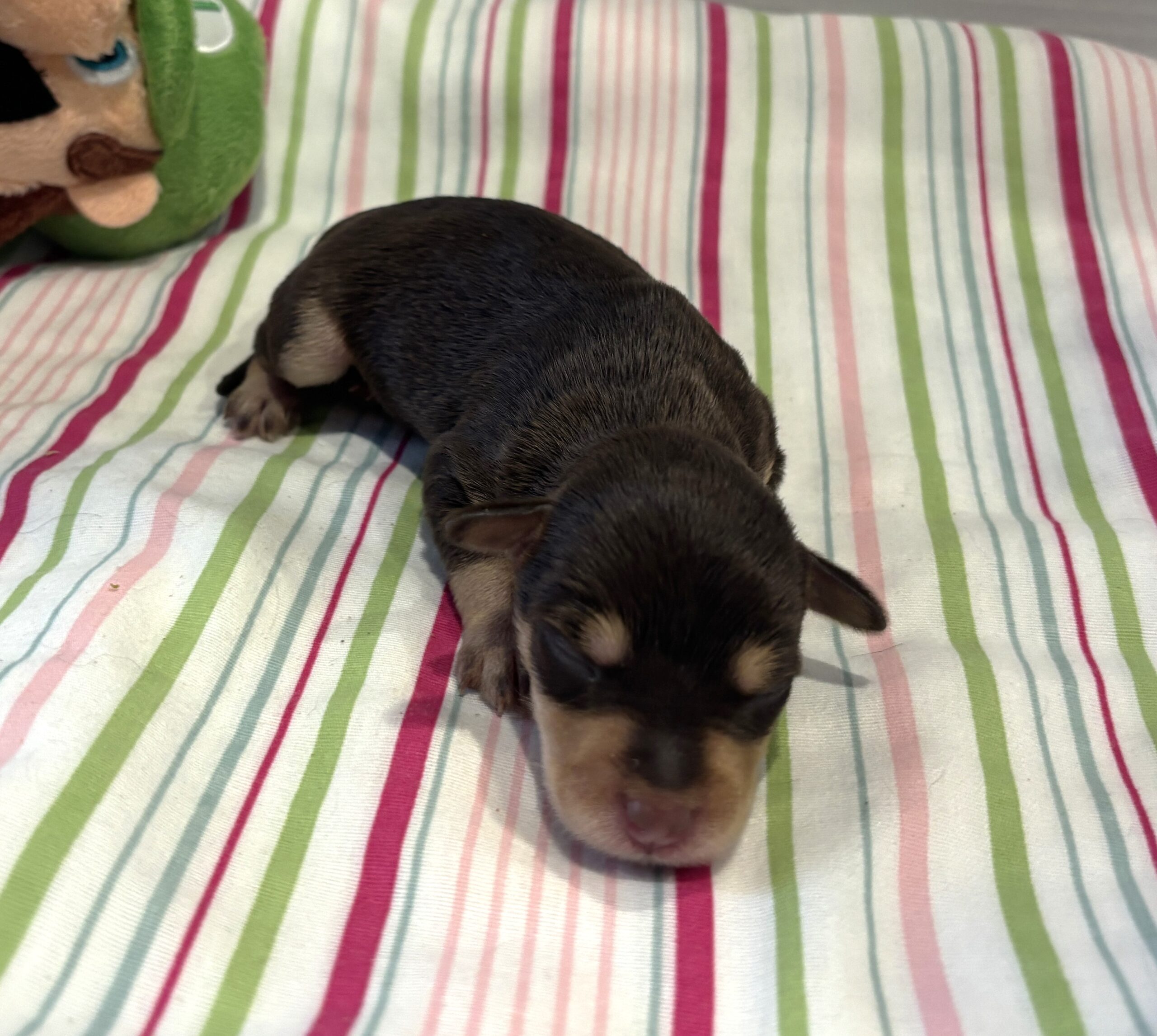 Oliver – Miniature Schnoodle $2800