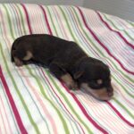 Oliver – Miniature Schnoodle $2800