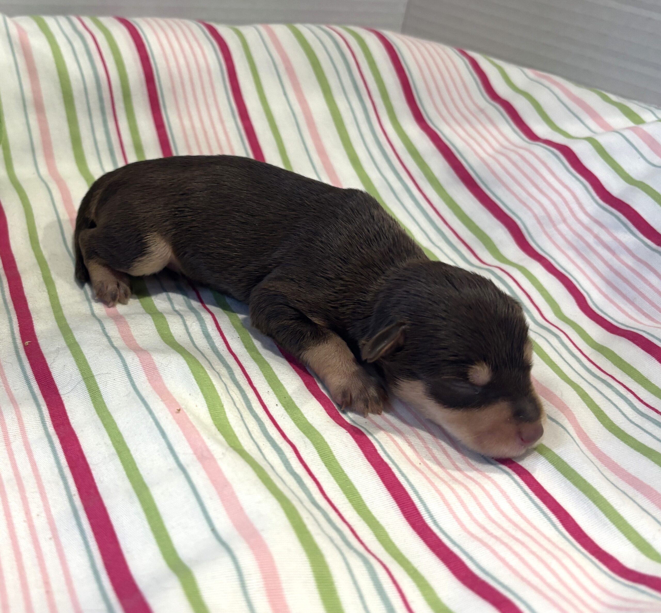 Oliver – Miniature Schnoodle $2800