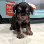 OLIVER – Miniature Schnoodle $2800