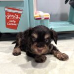 OLIVER – Miniature Schnoodle $2800